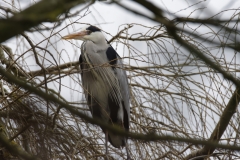 Grey Heron