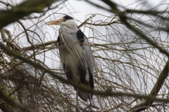 Grey Heron