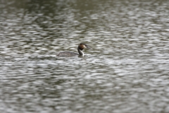 Great Crested Grebe