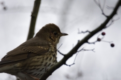 Song Thrush