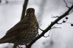 Song Thrush