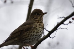 Song Thrush