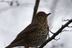 Song Thrush