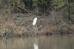 Little Egrets and Cormorant