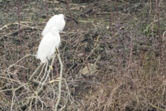 Little Egrets Closeup