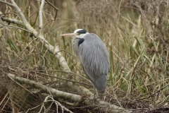 Grey Heron