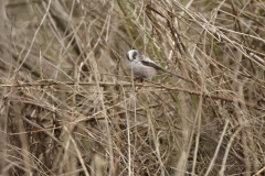 Long-tailed Tit