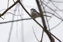 Long-tailed Tit