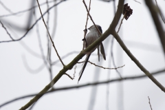 Long-tailed Tit