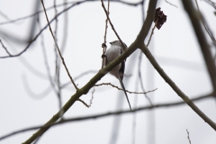 Long-tailed Tit