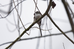 Long-tailed Tit