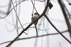 Long-tailed Tit