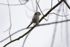 Long-tailed Tit