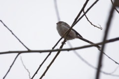 Long-tailed Tit