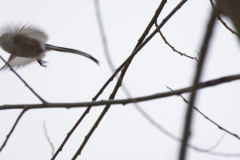 Long-tailed Tit in Flight