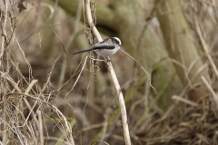 Long-tailed Tit