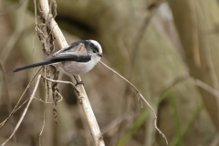 Long-tailed Tit Closeup