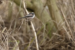 Long-tailed Tit