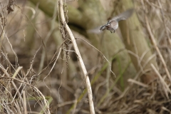 Long-tailed Tit in Flight