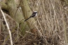 Long-tailed Tit