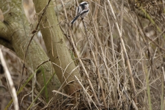 Long-tailed Tit