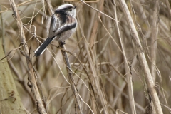 Long-tailed Tit Closeup