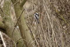 Long-tailed Tit