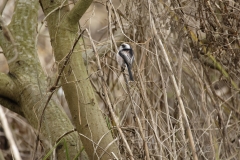 Long-tailed Tit