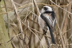 Long-tailed Tit Closeup