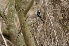 Long-tailed Tit