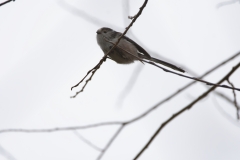 Long-tailed Tit