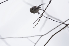 Long-tailed Tit in Flight