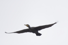 Cormorant in Flight