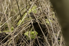 Dunnock