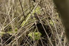 Dunnock