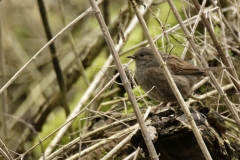 Dunnock Closeup