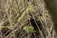 Dunnock