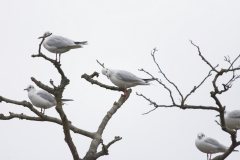 Gulls