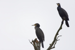 Cormorants