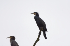 Cormorants