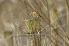 Robin on post