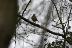 Redwing