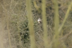 Buzzard