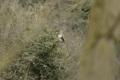 Buzzard