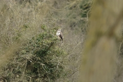 Buzzard