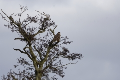 Buzzard