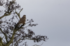 Buzzard