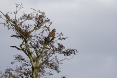 Buzzard