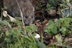 Rat
