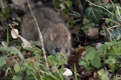 Rat